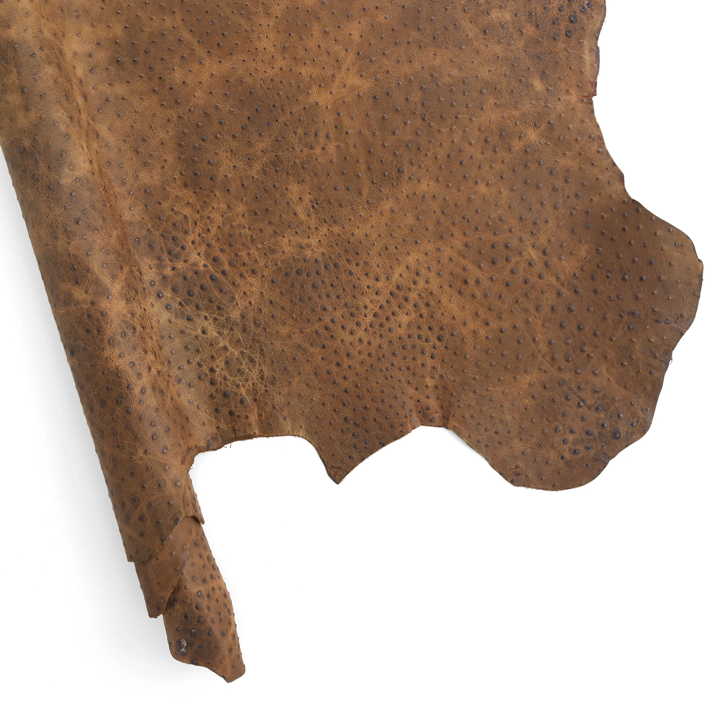 Ostrich Embossed Side - Image 6