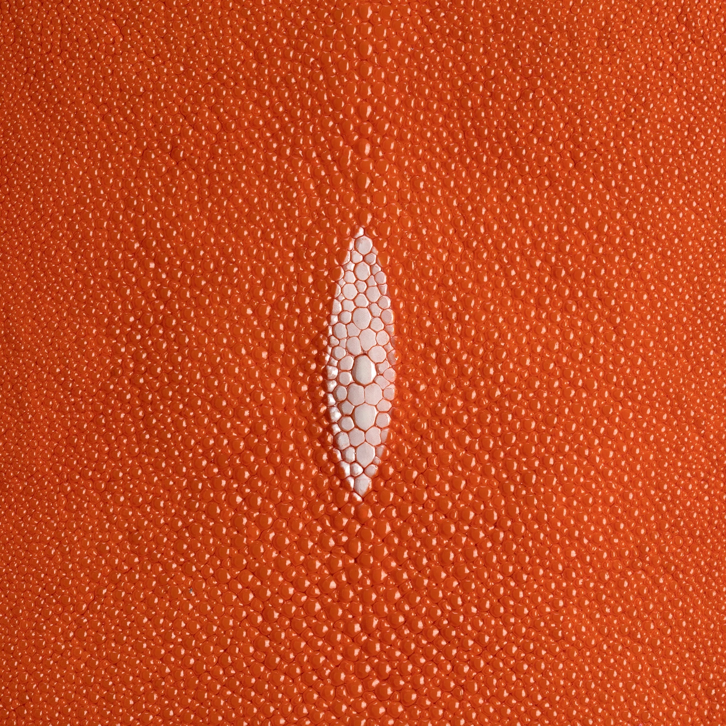 Stingray Small Skin - Image 11