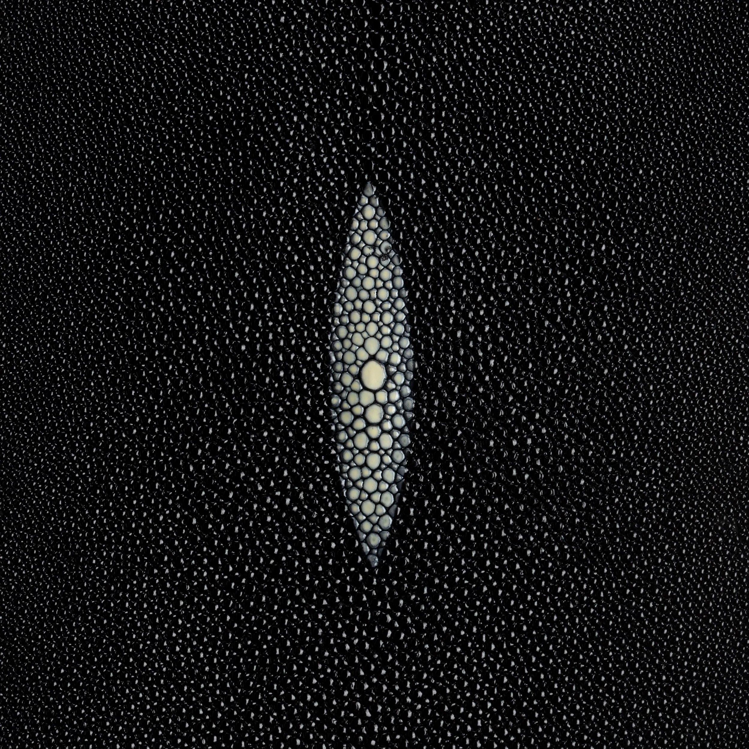 Stingray Small Skin - Image 5