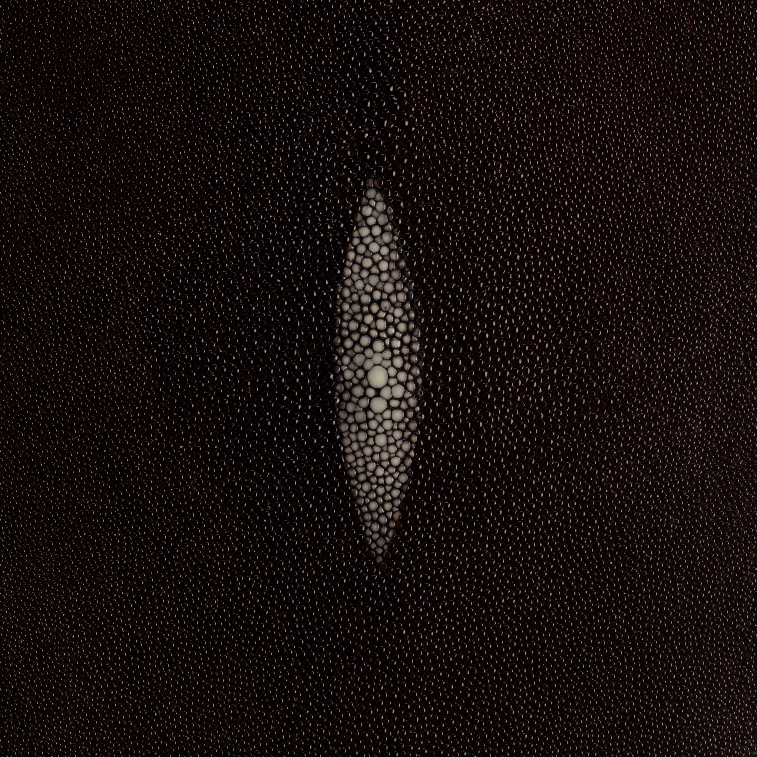 Stingray Small Skin - Image 7